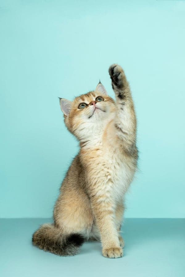 The uploaded photograph: a golden British Shorthair kitten on a pale teal backdrop, sitting with one front paw raised and looking up